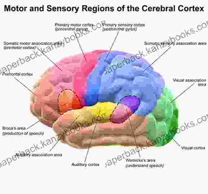 Brain Map Illustrating The Areas Affected By Aphasia Aphasia And Related Neurogenic Language DisFree Downloads