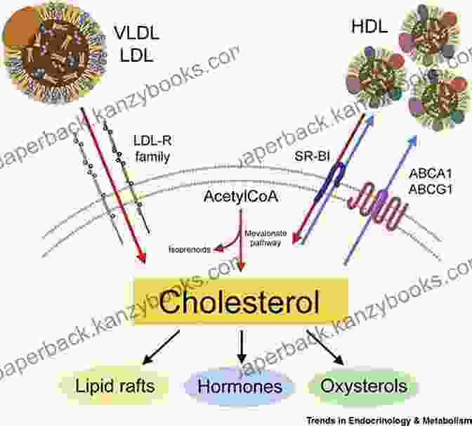 Cholesterol's Role In Maintaining Immune Balance The Dark Side Of Statins: Plus: The Wonder Of Cholesterol