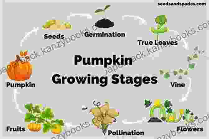 The Stages Of Pumpkin Growth, From Seed To Fruit, Illustrate The Transformative Power Of Discipline. Get It Done The Pumpkin Way: Explore 25 Pumpkin Recipes