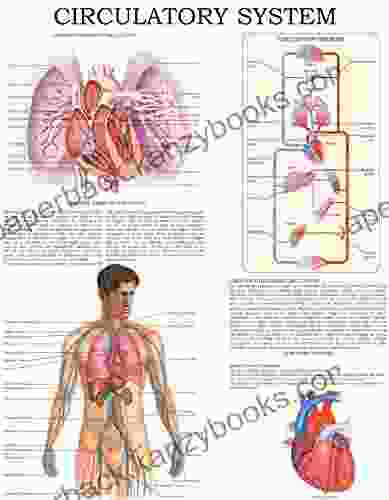 Circulatory System: E Chart Full Illustrated